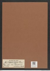 Auliscus elegans var. grunowii (A. Schm.) Rattr. (de-Toni-Nr.: Genus 171, Species 4330) Zeichnungen Sammlung Grunow Mappe 04301 (Herbarium_W_Grunow_drawings_Folder_04301)